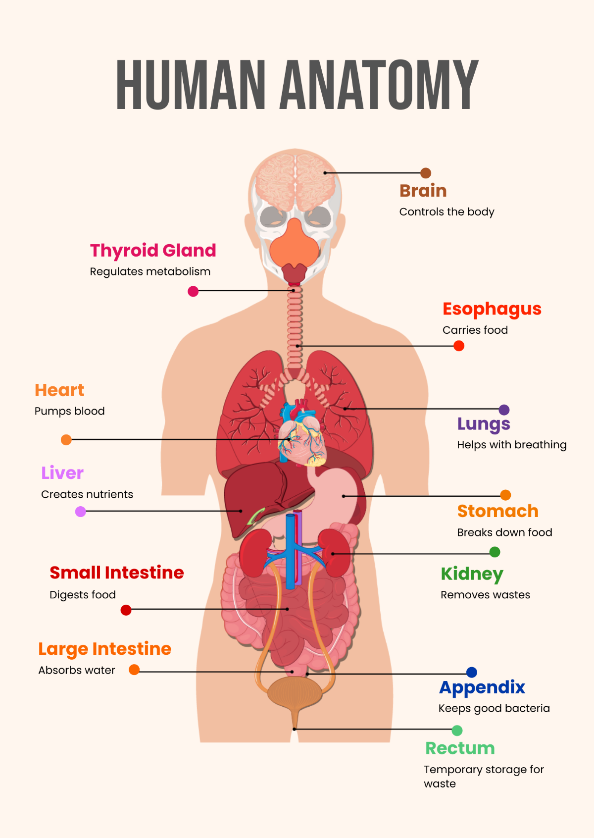 Free Human Anatomy Chart Template To Edit Online