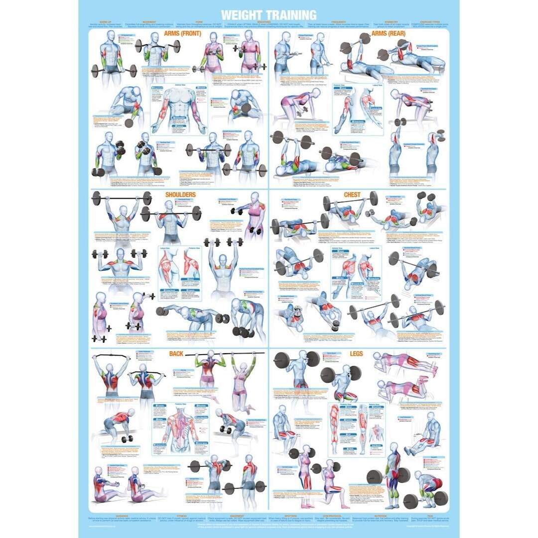 Functional Trainer Workout Gym Basic Chart Chart Full Body Workout With Bench Workout Chart Finer Form Functional Trainer Workout Gym Basic Chart Chart Full Body Workout With Bench Workout Chart Finer Form