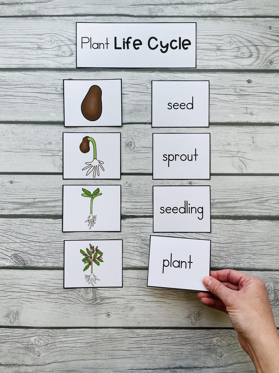 Plant Activities For Kindergarten Or First Grade Plant Needs Life Cycle Plant Parts And More Kindergarten Creations