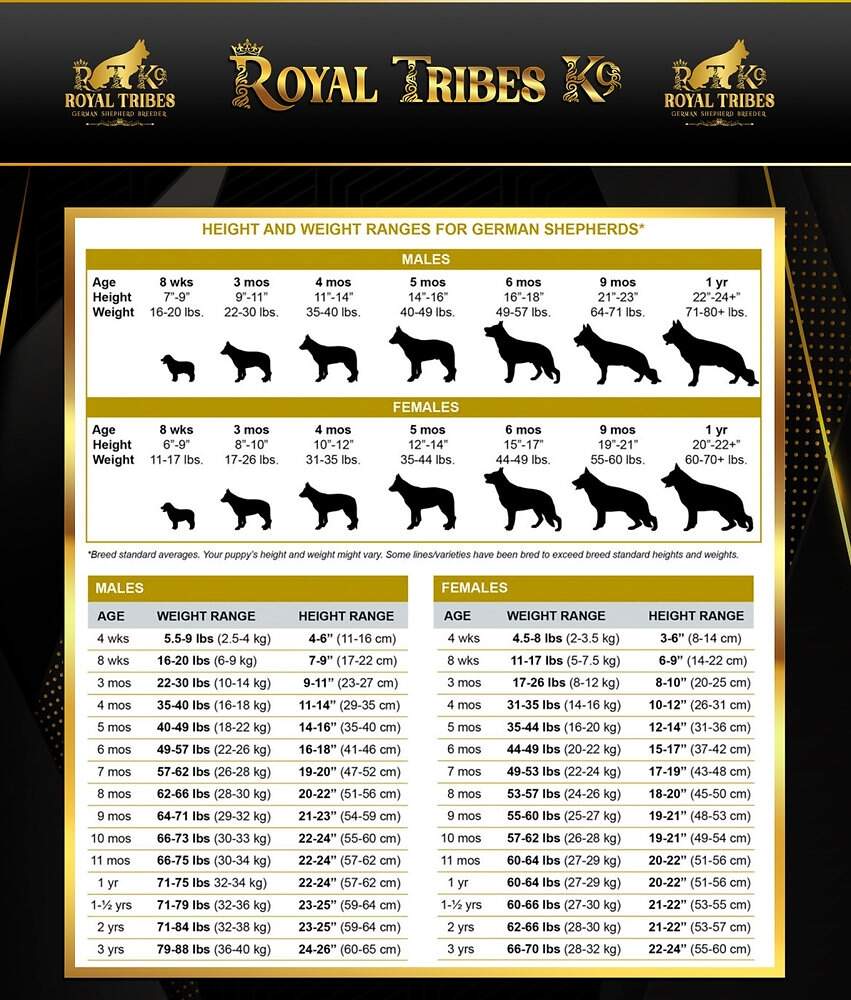 Weight Chart Month Old Great Dane Weight Puppy Growth Chart Giant Breed Dog Age Chart Month