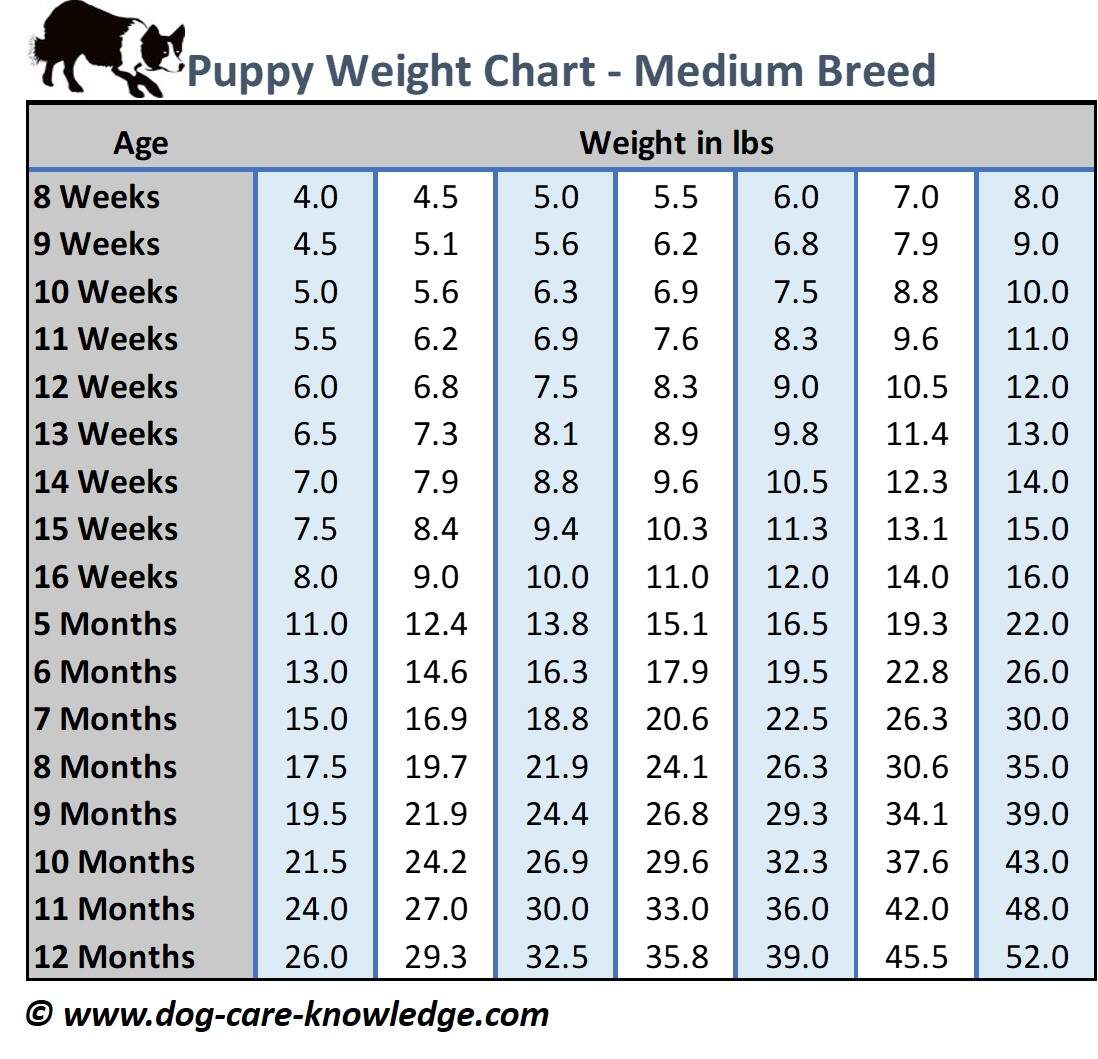 Puppy Growth Chart What Is Weeks In Dog Years Cheap How Long Is Two Weeks In