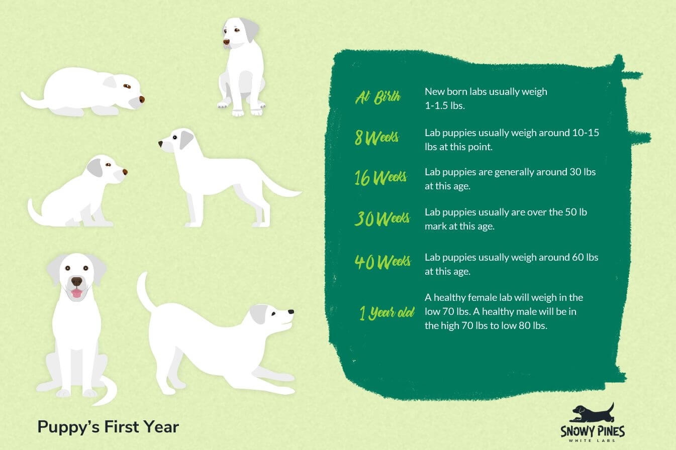 Lab Growth Chart Track Your Puppy S Development Snowy Pines