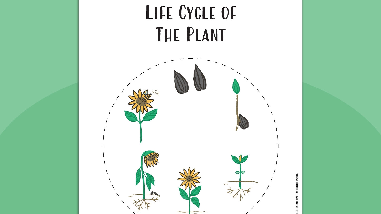 Plant Life Cycle Worksheet Bundle Free Printables