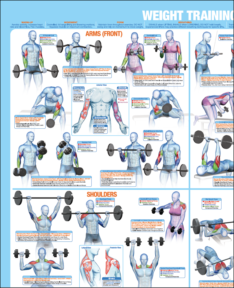 Workout Chart Best Back Exercises Bodybuilding Weight Training Poster Bodybuilding Exercise Poster Strength